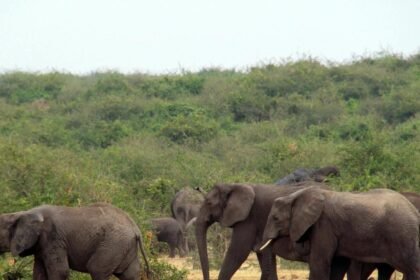 Anant Ambani's Vantara: Pioneering Animal Welfare and Conservation