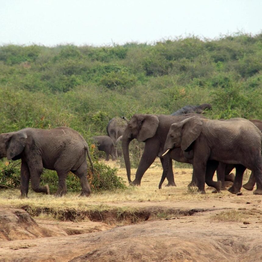 Anant Ambani's Vantara: Pioneering Animal Welfare and Conservation