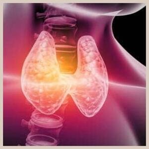 The Thyroid Gland Explained: Functions, Disorders, and Care 1 Thyroid Gland