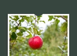 the unsolved mysteries of gravity falls