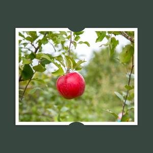 the unsolved mysteries of gravity falls